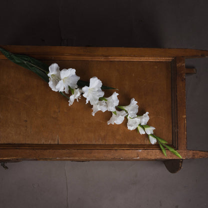 White Gladioli Single Stem