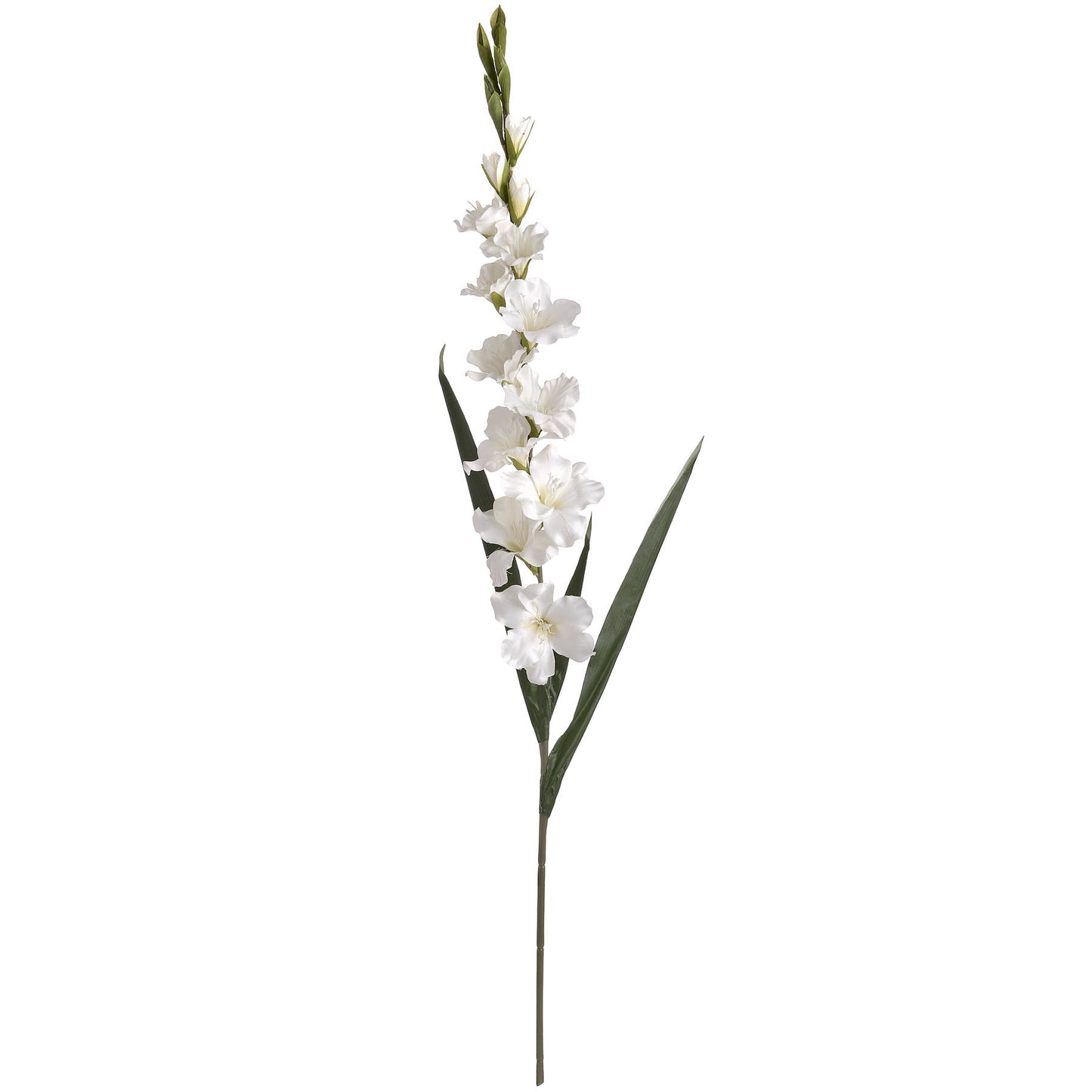 White Gladioli Single Stem