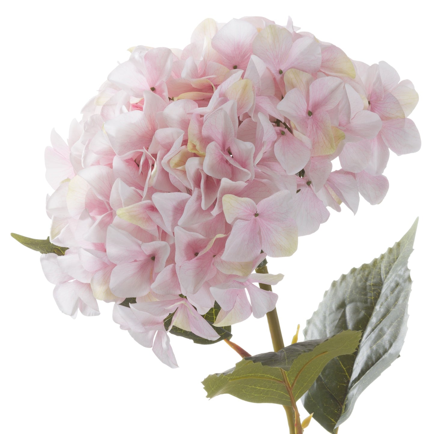 Giant Pink Hydrangea X 3 Stems